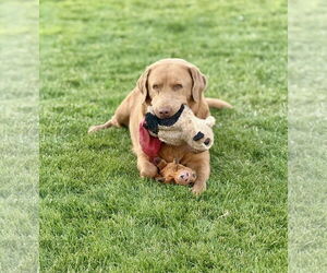 Labrador Retriever Dogs for adoption in Clovis, CA, USA