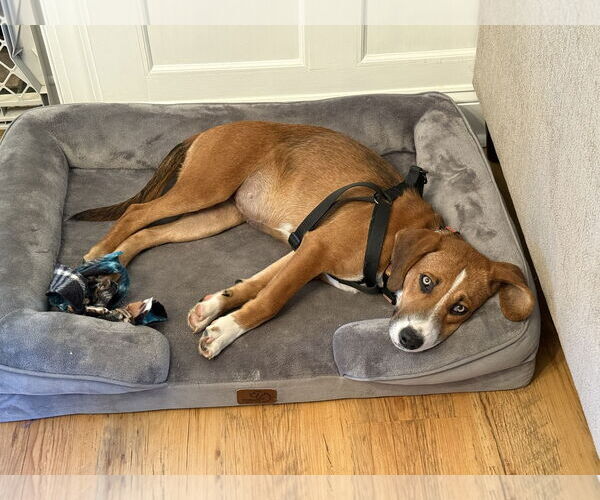 Medium Photo #4 Beagle-Unknown Mix Puppy For Sale in Doylestown, PA, USA