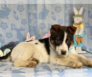 Australian Cattle Dog-Unknown Mix Puppy for sale in LANCASTER, PA, USA