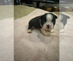Puppy Maggie Boston Terrier