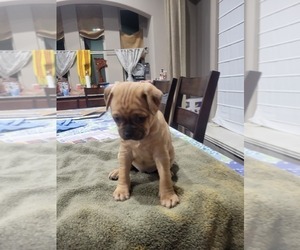 Frenchie Pug Puppy for sale in NORTH RICHLAND HILLS, TX, USA