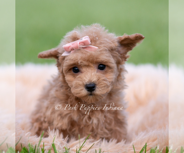Medium Photo #5 Maltipoo (Miniature) Puppy For Sale in WARSAW, IN, USA