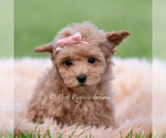 Small #3 Maltipoo (Miniature)