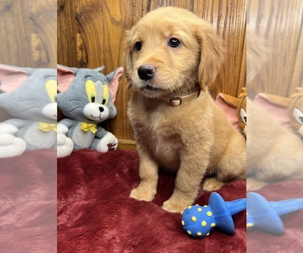 Medium Photo #4 Golden Retriever Puppy For Sale in NEOLA, WV, USA