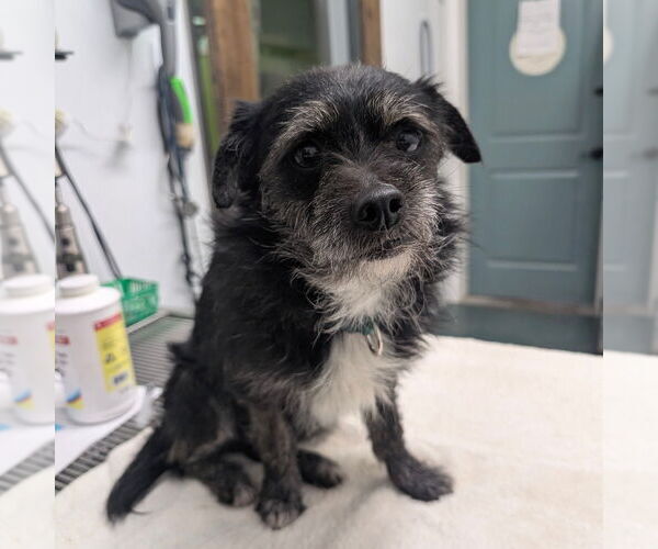 Medium Photo #1 Mutt Puppy For Sale in Chico, CA, USA