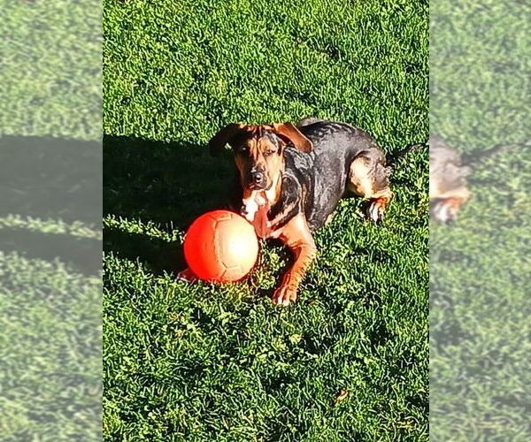 Medium Photo #9 Mutt Puppy For Sale in Wyoming, MI, USA