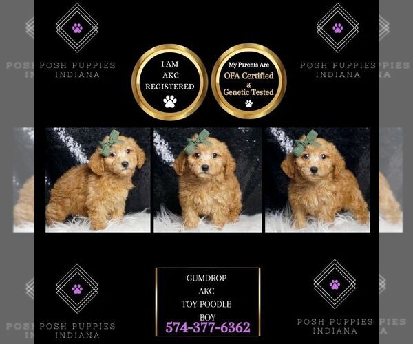 Medium Photo #1 Poodle (Toy) Puppy For Sale in WARSAW, IN, USA