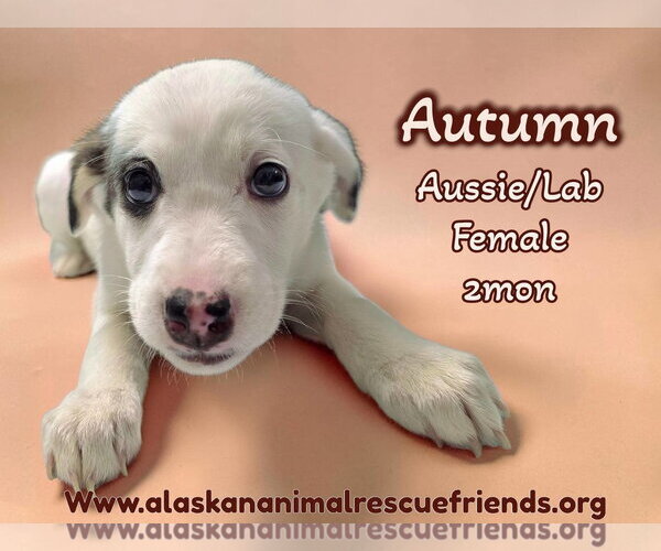 Medium Photo #1 Aussiedor Puppy For Sale in Anchorage, AK, USA