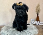 Small #7 YorkiePoo