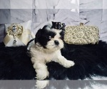 Puppy 1 Shih Tzu