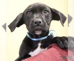 Small #7 Labrador Retriever Mix