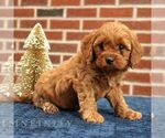 Small #2 Cavapoo (Miniature)