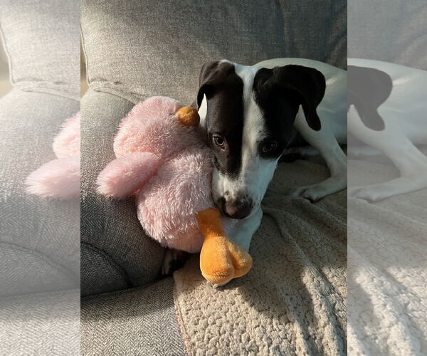 Medium Photo #9 Pointer-Unknown Mix Puppy For Sale in Rockaway, NJ, USA