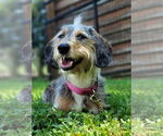 Small #6 Dachshund