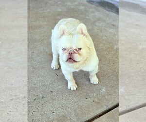 French Bulldog Puppy for sale in BAYTOWN, TX, USA