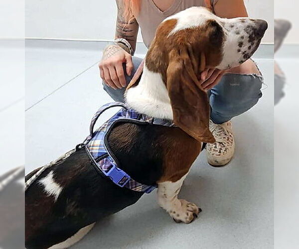 Medium Photo #3 Basset Hound Puppy For Sale in Deepwater, NJ, USA