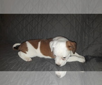 Small Photo #3 Australian Shepherd-Beagle Mix Puppy For Sale in BELEN, NM, USA