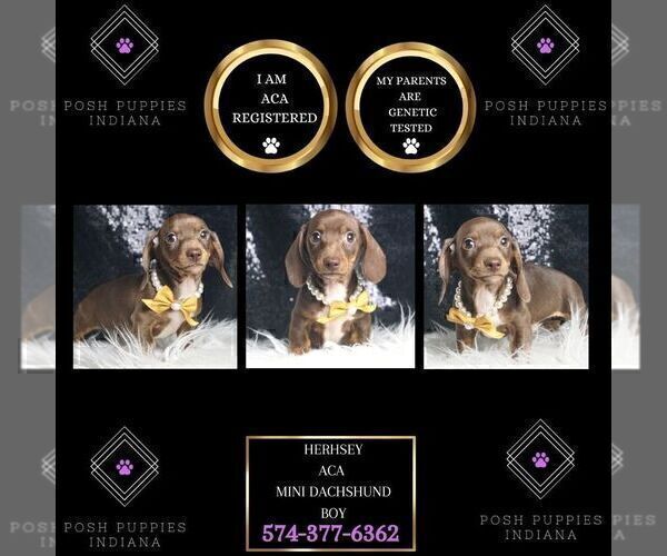 Medium Photo #1 Dachshund Puppy For Sale in WARSAW, IN, USA