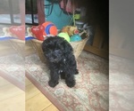 Small Photo #1 YorkiePoo Puppy For Sale in BELLINGHAM, WA, USA