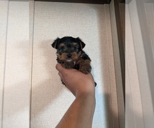 Yorkshire Terrier Puppy for sale in SPENCER, TN, USA