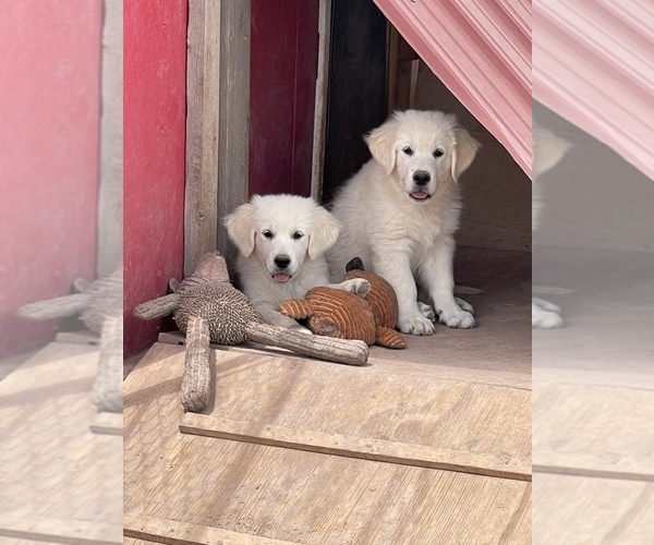 Medium Photo #2 English Cream Golden Retriever Puppy For Sale in CONCHO, AZ, USA