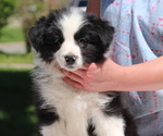 Small Photo #3 Border Collie Puppy For Sale in BRYANTOWN, MD, USA