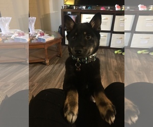 Shiba Inu Puppy for sale in RENTON, WA, USA