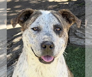 Splendid Ms Solange ~ Exceptional ! - Female American Staffordshire Terrier Dog for Adoption - Photo #2
