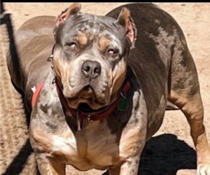 Mother of the American Bully puppies born on 01/12/2025
