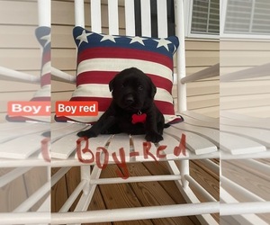Labrador Retriever Puppy for sale in SHELBY, NC, USA