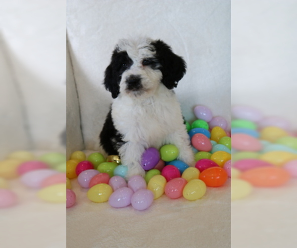 Medium Photo #1 Saint Berdoodle Puppy For Sale in EAST LIVERPOOL, OH, USA