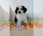 Small Photo #1 Saint Berdoodle Puppy For Sale in EAST LIVERPOOL, OH, USA