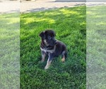 Small Photo #3 German Shepherd Dog Puppy For Sale in NEW HAVEN, IN, USA