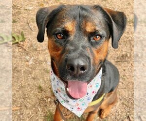 Rottweiler-Unknown Mix Dogs for adoption in Santa Barbara, CA, USA