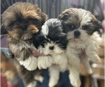 Small Photo #4 Shih Tzu Puppy For Sale in CANONSBURG, PA, USA