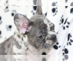 Small Photo #3 French Bulldog Puppy For Sale in RYE, NY, USA