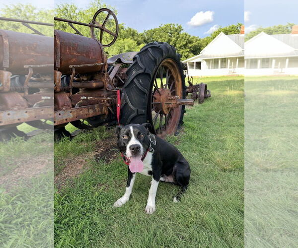 Medium Photo #7 Mutt Puppy For Sale in Euless, TX, USA