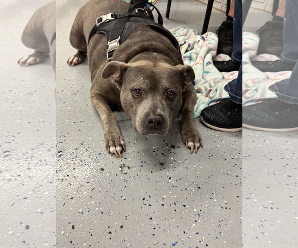 Medium Photo #2 Mutt Puppy For Sale in Brooklyn Center, MN, USA