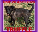 Small Photo #1 Collie-Labrador Retriever Mix Puppy For Sale in Sebec, ME, USA
