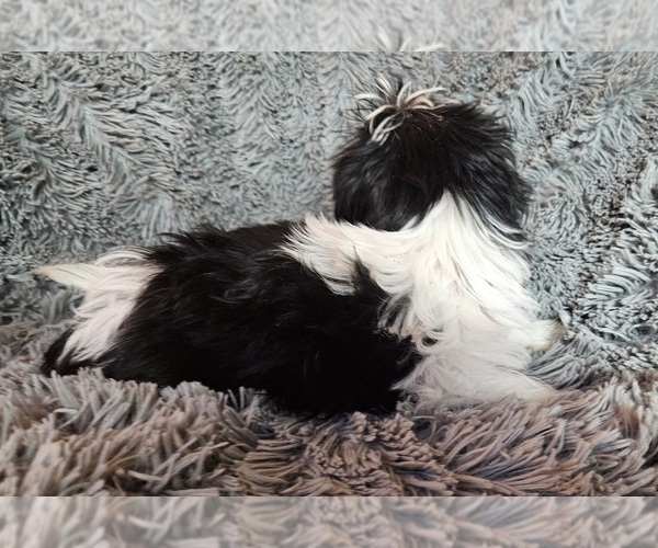 Medium Photo #5 Shorkie Tzu Puppy For Sale in WALSH, IL, USA