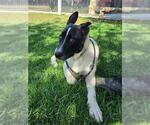 Small #1 German Shepherd Dog Mix