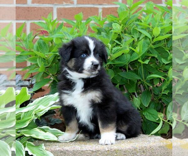 Medium Photo #2 Miniature Australian Shepherd Puppy For Sale in NEW PROVIDENCE, PA, USA