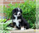 Small #1 Miniature Australian Shepherd