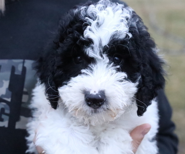 Medium Photo #1 Bernedoodle (Miniature) Puppy For Sale in BOSWELL, IN, USA