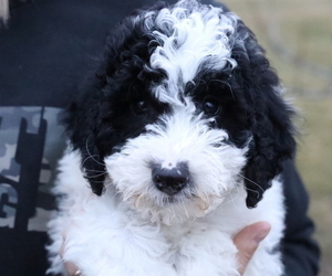 Medium Bernedoodle (Miniature)