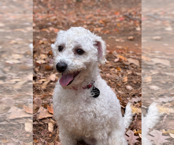 Medium Photo #6 Poodle (Miniature) Puppy For Sale in Arlington, VA, USA