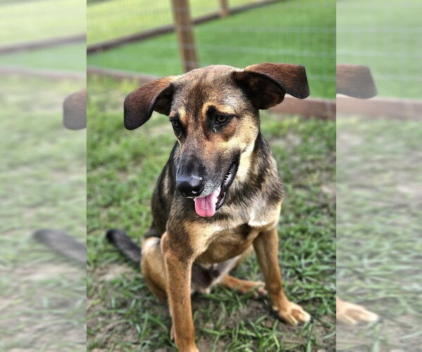 Medium Photo #3 Shepradors Puppy For Sale in oakland, FL, USA