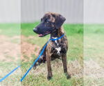 Small #1 Labrador Retriever Mix