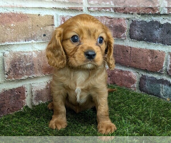 Medium Photo #1 Cavalier King Charles Spaniel Puppy For Sale in MOBERLY, MO, USA