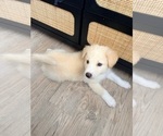 Small #4 Siberian Husky Mix